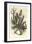 Cereus Cadelaris and Opuntia-Édouard Riou-Framed Giclee Print