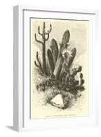 Cereus Cadelaris and Opuntia-Édouard Riou-Framed Giclee Print