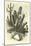 Cereus Cadelaris and Opuntia-Édouard Riou-Mounted Giclee Print