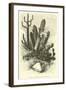 Cereus Cadelaris and Opuntia-Édouard Riou-Framed Giclee Print