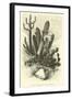 Cereus Cadelaris and Opuntia-Édouard Riou-Framed Giclee Print