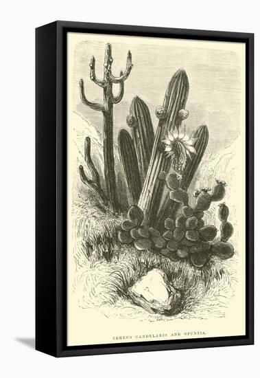 Cereus Cadelaris and Opuntia-Édouard Riou-Framed Stretched Canvas