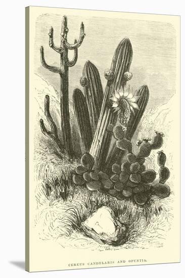 Cereus Cadelaris and Opuntia-Édouard Riou-Stretched Canvas