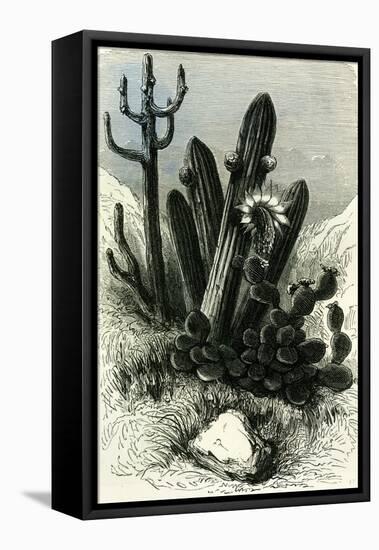 Cereus Candelaris and Opuntia 1869 Peru-null-Framed Stretched Canvas
