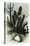 Cereus Candelaris and Opuntia 1869 Peru-null-Stretched Canvas