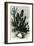 Cereus Candelaris and Opuntia 1869 Peru-null-Framed Giclee Print