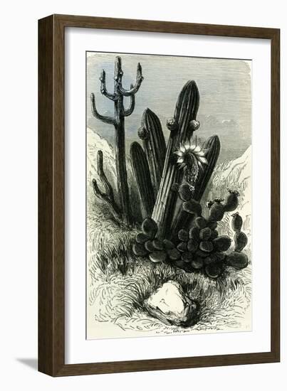 Cereus Candelaris and Opuntia 1869 Peru-null-Framed Giclee Print
