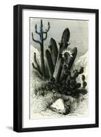 Cereus Candelaris and Opuntia 1869 Peru-null-Framed Giclee Print