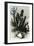 Cereus Candelaris and Opuntia 1869 Peru-null-Framed Giclee Print