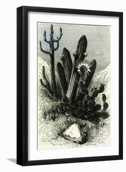 Cereus Candelaris and Opuntia 1869 Peru-null-Framed Giclee Print