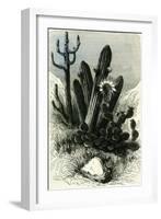 Cereus Candelaris and Opuntia 1869 Peru-null-Framed Giclee Print