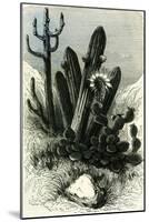 Cereus Candelaris and Opuntia 1869 Peru-null-Mounted Giclee Print