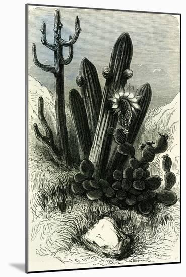 Cereus Candelaris and Opuntia 1869 Peru-null-Mounted Giclee Print