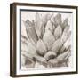 Cereus Echeveria - Fawn-Tania Bello-Framed Giclee Print