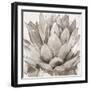 Cereus Echeveria - Fawn-Tania Bello-Framed Giclee Print