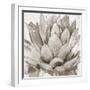 Cereus Echeveria - Fawn-Tania Bello-Framed Giclee Print