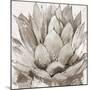 Cereus Echeveria - Fawn-Tania Bello-Mounted Giclee Print