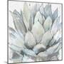 Cereus Echeveria-Tania Bello-Mounted Giclee Print