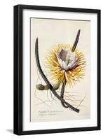 Cereus, Queen of the Night, C.1744-Georg Dionysius Ehret-Framed Giclee Print