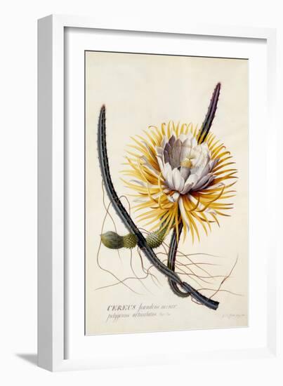 Cereus, Queen of the Night, C.1744-Georg Dionysius Ehret-Framed Giclee Print