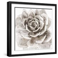 Cereus Sempervivum - Fawn-Tania Bello-Framed Giclee Print