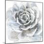 Cereus Sempervivum-Tania Bello-Mounted Giclee Print