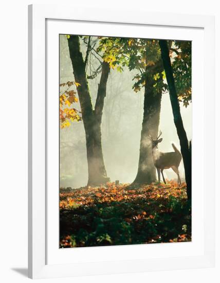 Cerf dans la Forêt-Victoria Hurst-Framed Art Print