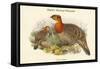 Ceriornis Blythii - Blyth's Horned Pheasant-John Gould-Framed Stretched Canvas