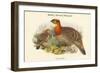 Ceriornis Blythii - Blyth's Horned Pheasant-John Gould-Framed Art Print