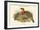 Ceriornis Blythii - Blyth's Horned Pheasant-John Gould-Framed Art Print