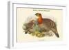 Ceriornis Blythii - Blyth's Horned Pheasant-John Gould-Framed Art Print