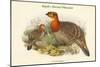 Ceriornis Blythii - Blyth's Horned Pheasant-John Gould-Mounted Art Print
