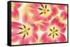 Cerise and Yellow Tulips-Cora Niele-Framed Stretched Canvas