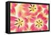Cerise and Yellow Tulips-Cora Niele-Framed Stretched Canvas