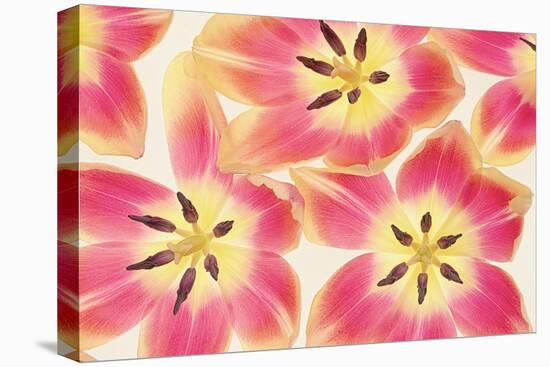 Cerise and Yellow Tulips-Cora Niele-Stretched Canvas