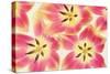 Cerise and Yellow Tulips-Cora Niele-Stretched Canvas