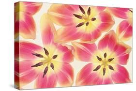 Cerise and Yellow Tulips-Cora Niele-Stretched Canvas