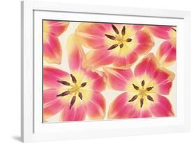 Cerise and Yellow Tulips-Cora Niele-Framed Photographic Print