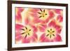 Cerise and Yellow Tulips-Cora Niele-Framed Photographic Print