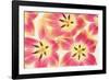 Cerise and Yellow Tulips-Cora Niele-Framed Photographic Print