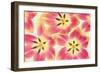 Cerise and Yellow Tulips-Cora Niele-Framed Photographic Print