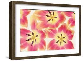 Cerise and Yellow Tulips-Cora Niele-Framed Photographic Print