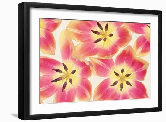 Cerise and Yellow Tulips-Cora Niele-Framed Photographic Print