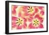 Cerise and Yellow Tulips-Cora Niele-Framed Photographic Print