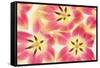 Cerise and Yellow Tulips-Cora Niele-Framed Stretched Canvas