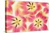 Cerise and Yellow Tulips-Cora Niele-Stretched Canvas