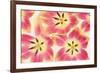 Cerise and Yellow Tulips-Cora Niele-Framed Photographic Print