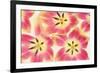 Cerise and Yellow Tulips-Cora Niele-Framed Photographic Print