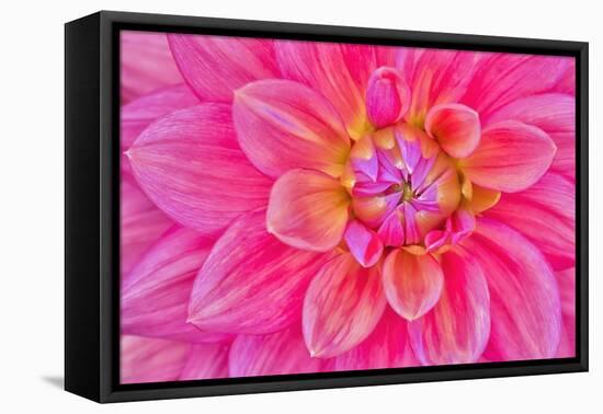 Cerise-Pink Dahlia Flower-Cora Niele-Framed Stretched Canvas