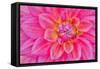 Cerise-Pink Dahlia Flower-Cora Niele-Framed Stretched Canvas
